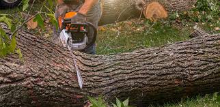 How Our Tree Care Process Works  in  Hartford, IL