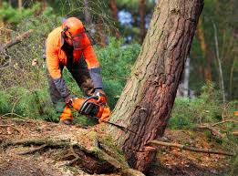 Best Lot and Land Clearing  in Hartford, IL