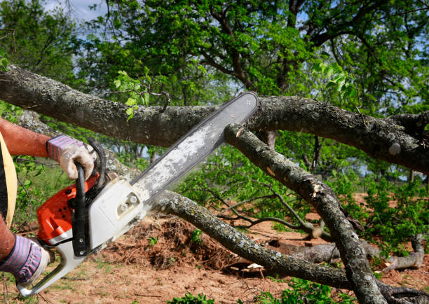 Best Utility Line Clearance  in Hartford, IL